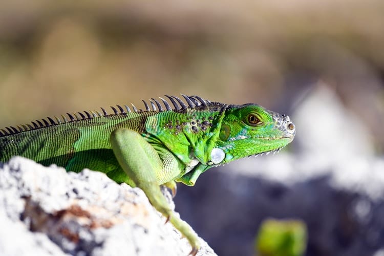 Adaptation du cadre législatif en matière contractuelle face au COVID 19